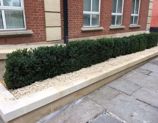 Soft landscaping for an office refurbishment  
