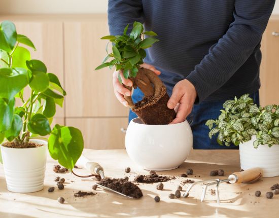 Growing Indoor Plants with Success