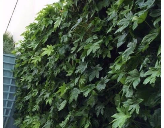 LivePanel green wall for modern town house 